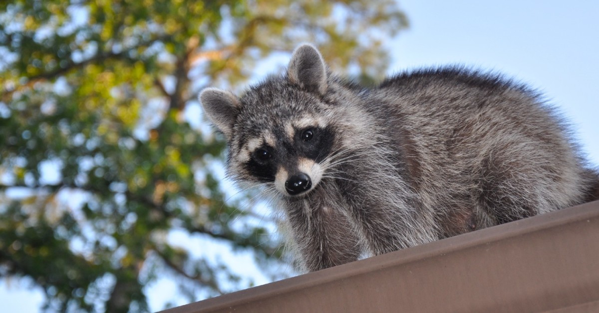 Raccoon Removal | Wild Things Wildlife