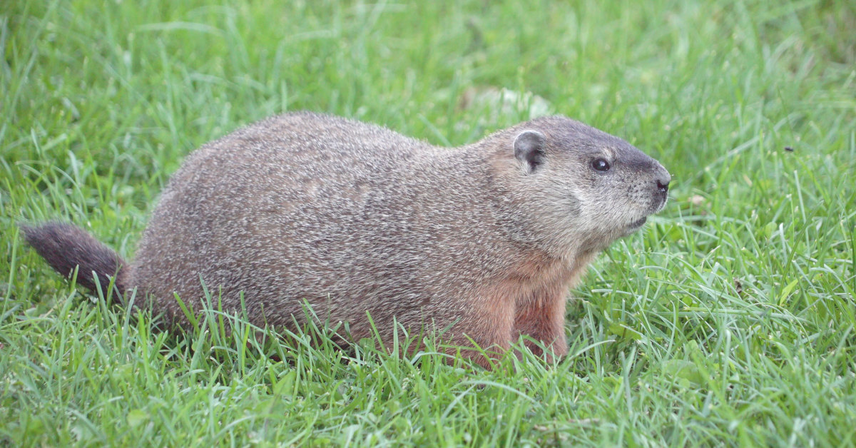 Download Groundhog Removal & Control | Wildthings Wildlife